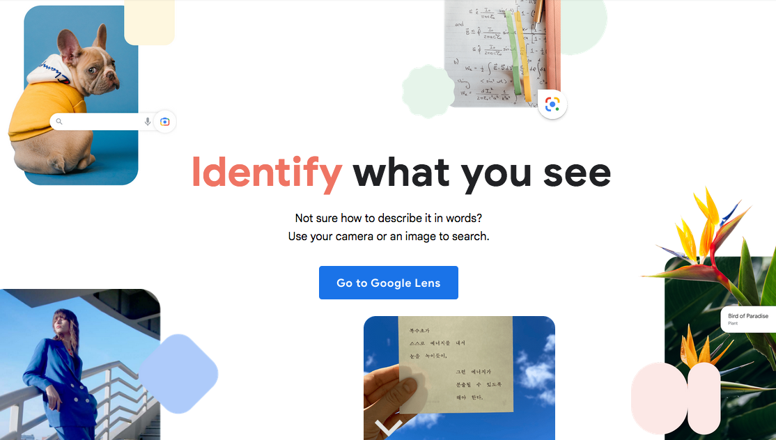 A screen print of the Google Lens site, a tool that allows you to identify anything from a picture.